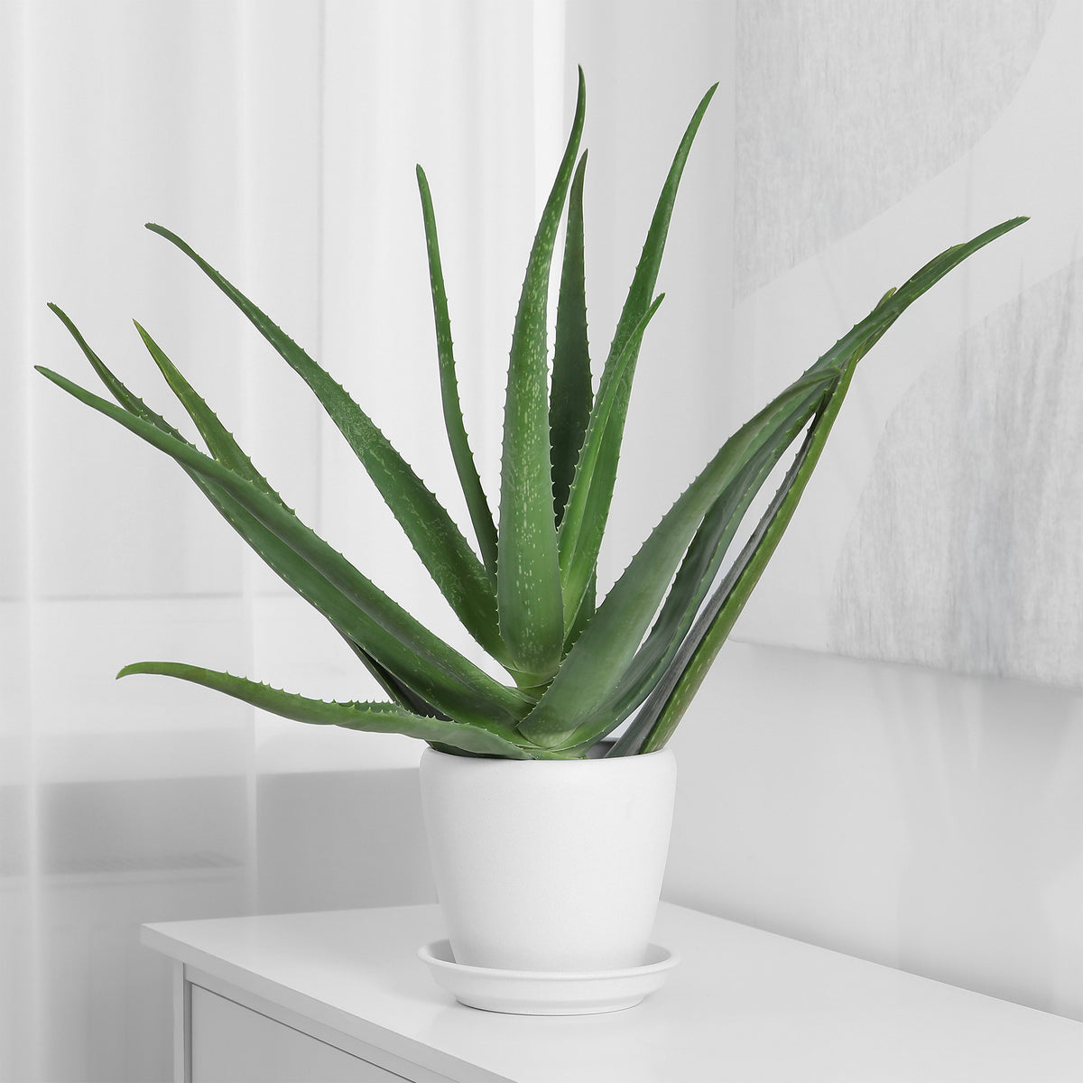 Aloe vera - Aloe vera - Cactus et plante grasse
