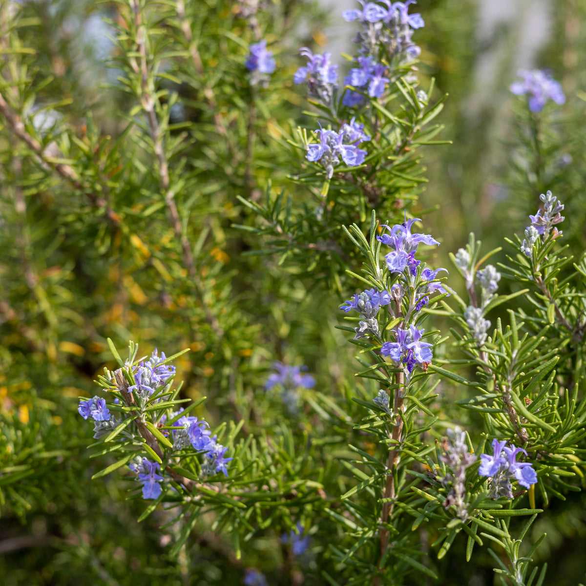Romarin officinale - Rosmarinus officinalis - Bakker