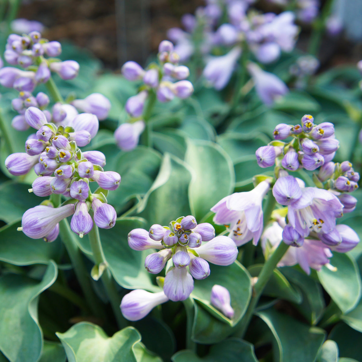 Hosta hybride blue mouse ears - Hosta 'Blue Mouse Ears' - Hosta