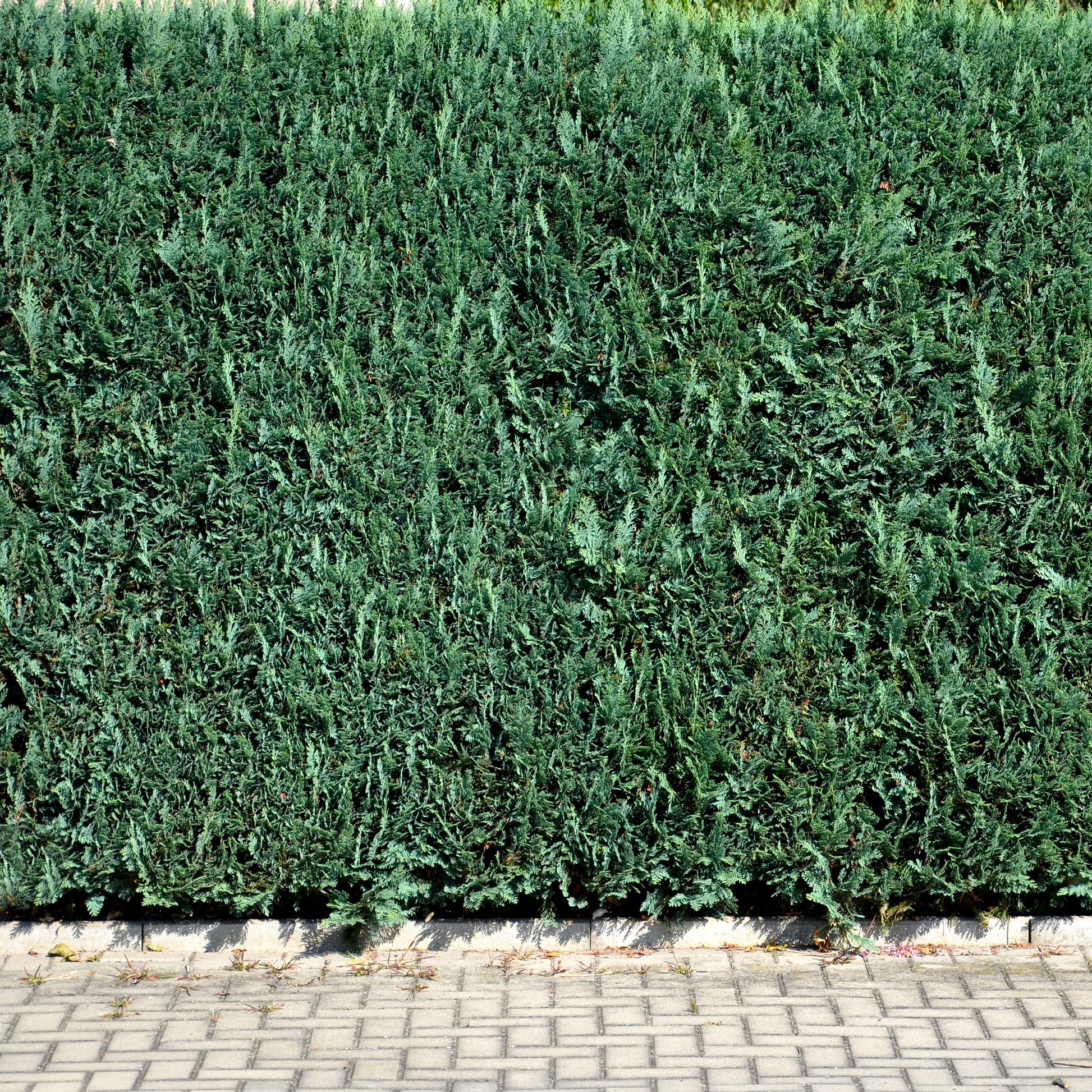 Chamaecyparis lawsonia Columnaris - Faux Cyprès de Lawson 'Columnaris' - Arbustes de haie