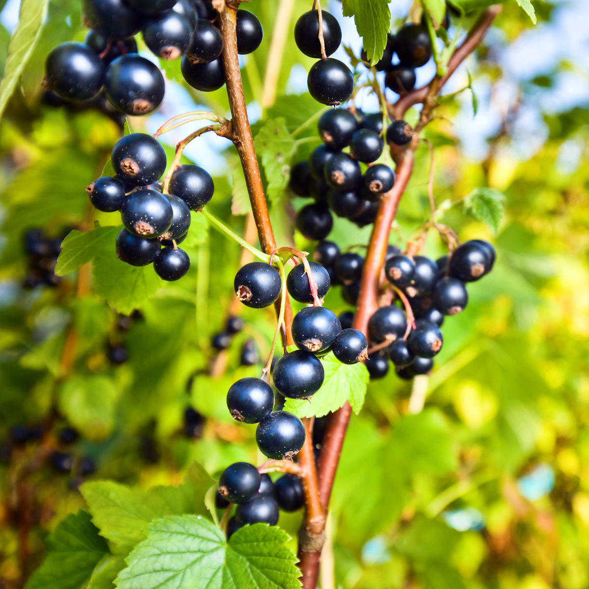 Cassissier 'Ben Nevis' - Ribes nigrum Ben Nevis - Bakker