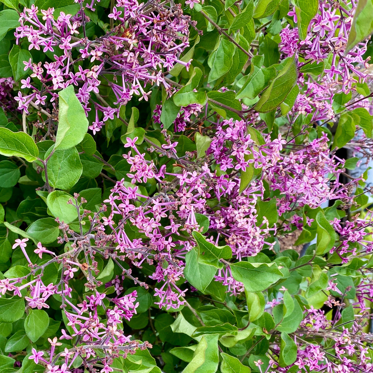 Lilas nain 'Dark Purple' - Syringa pubescens microphylla Bloomerang Dark Purple - Bakker
