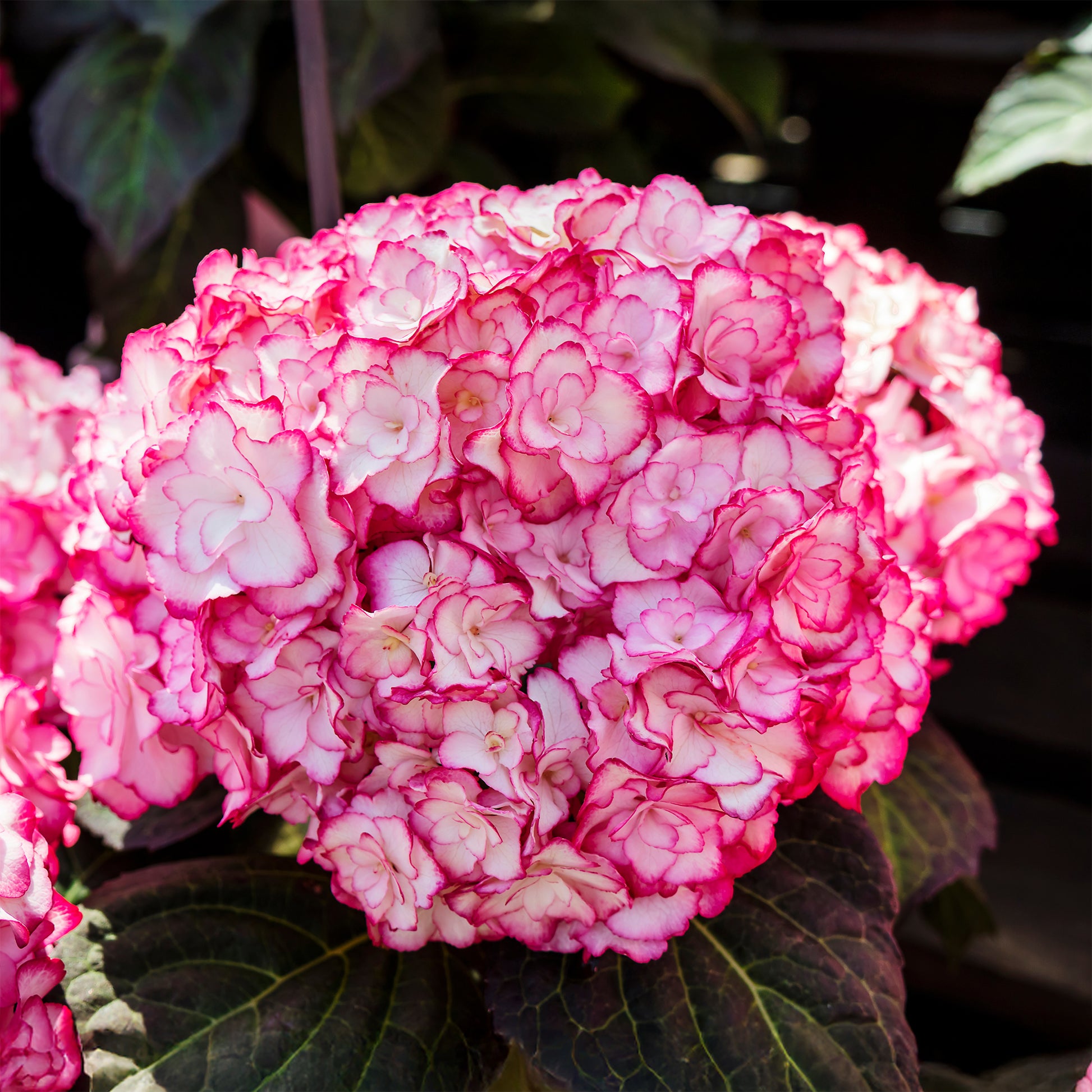 Hydrangea macrophylla miss saori (h2002) - Hortensia 'Miss Saori' - Hortensia macrophylla