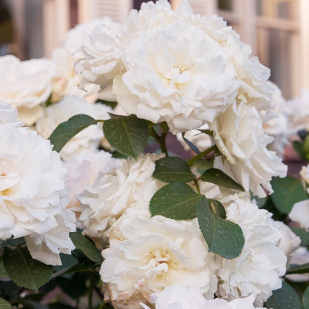 Rosiers - racines nues - Rosier Princesse de Galles ® Hardinkum - Rosa floribunda princesse de galles ® hardinkum