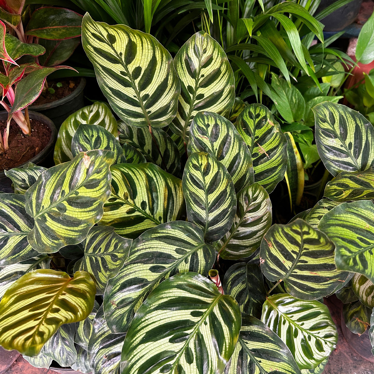 Calathea makoyana - Calathea makoyana - Bakker
