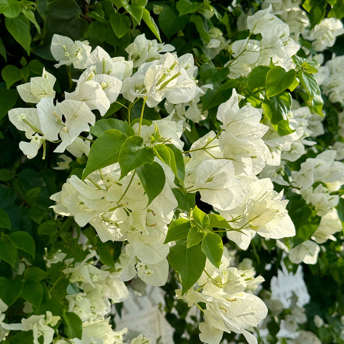 Bougainvillier - Bougainvillier blanc - Bougainvillea white