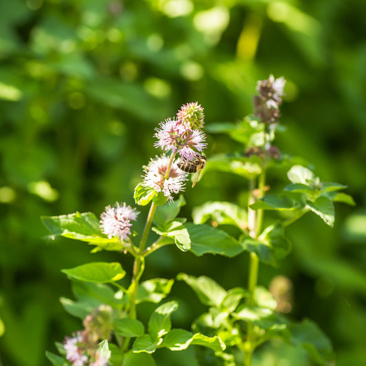 Menthe aquatique - Bakker
