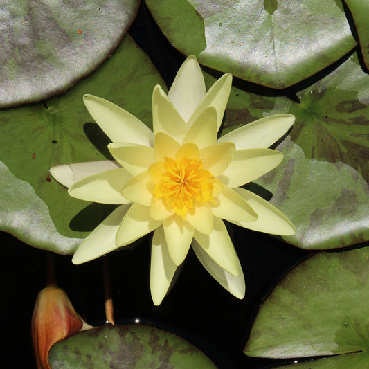 Nénuphar 'Marliacea Chromatella'