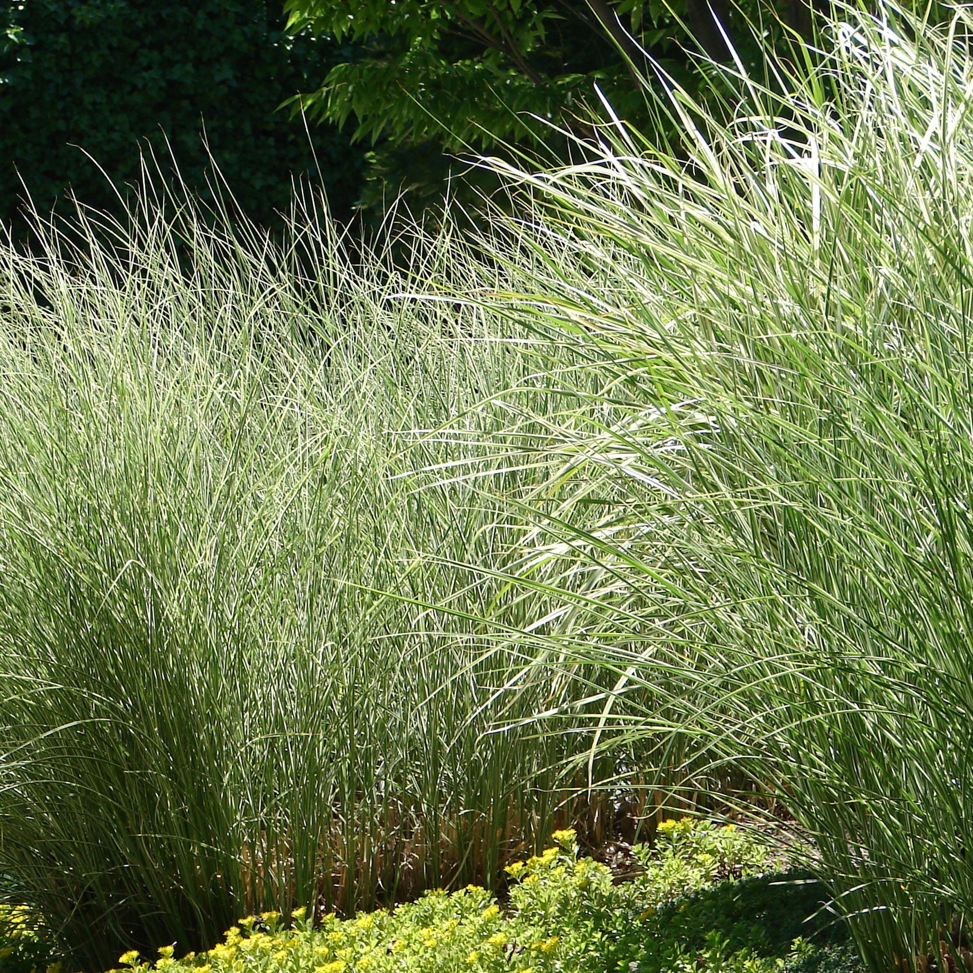 Roseau de Chine 'Morning Light' - Miscanthus sinensis morning light - Bakker