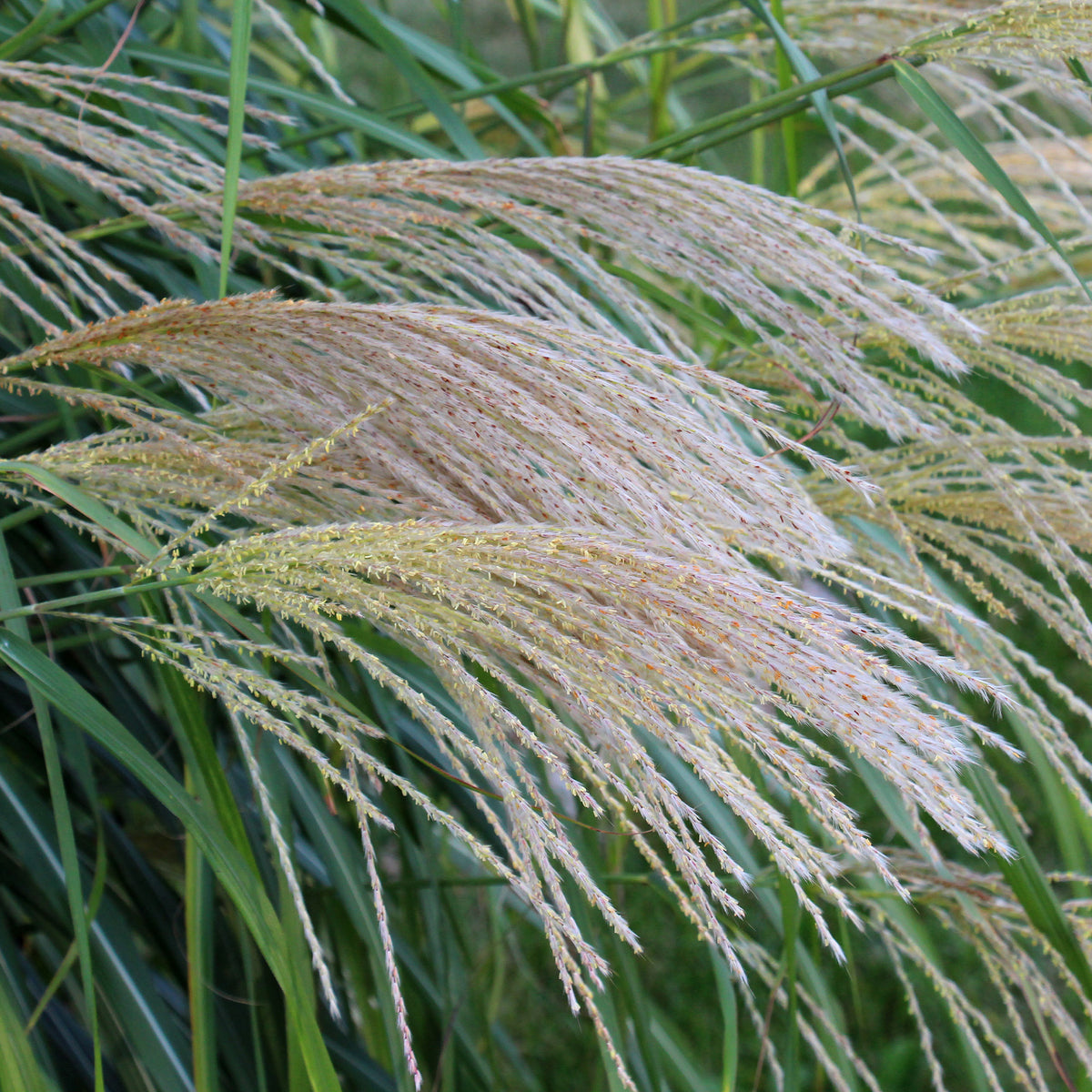 Vente Roseau de Chine 'Gracillimus' - Miscanthus sinensis gracillimus