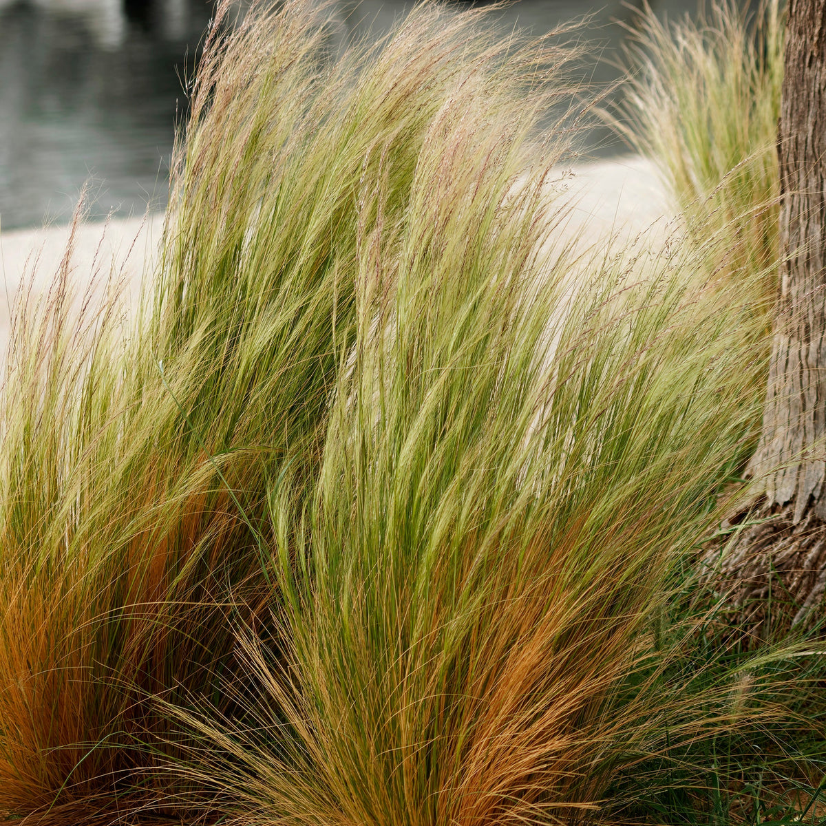 Vente 3 graminées pour sol sec - Pennisetum alopecuroides,Stipa tenuissima ,Festuca glauca