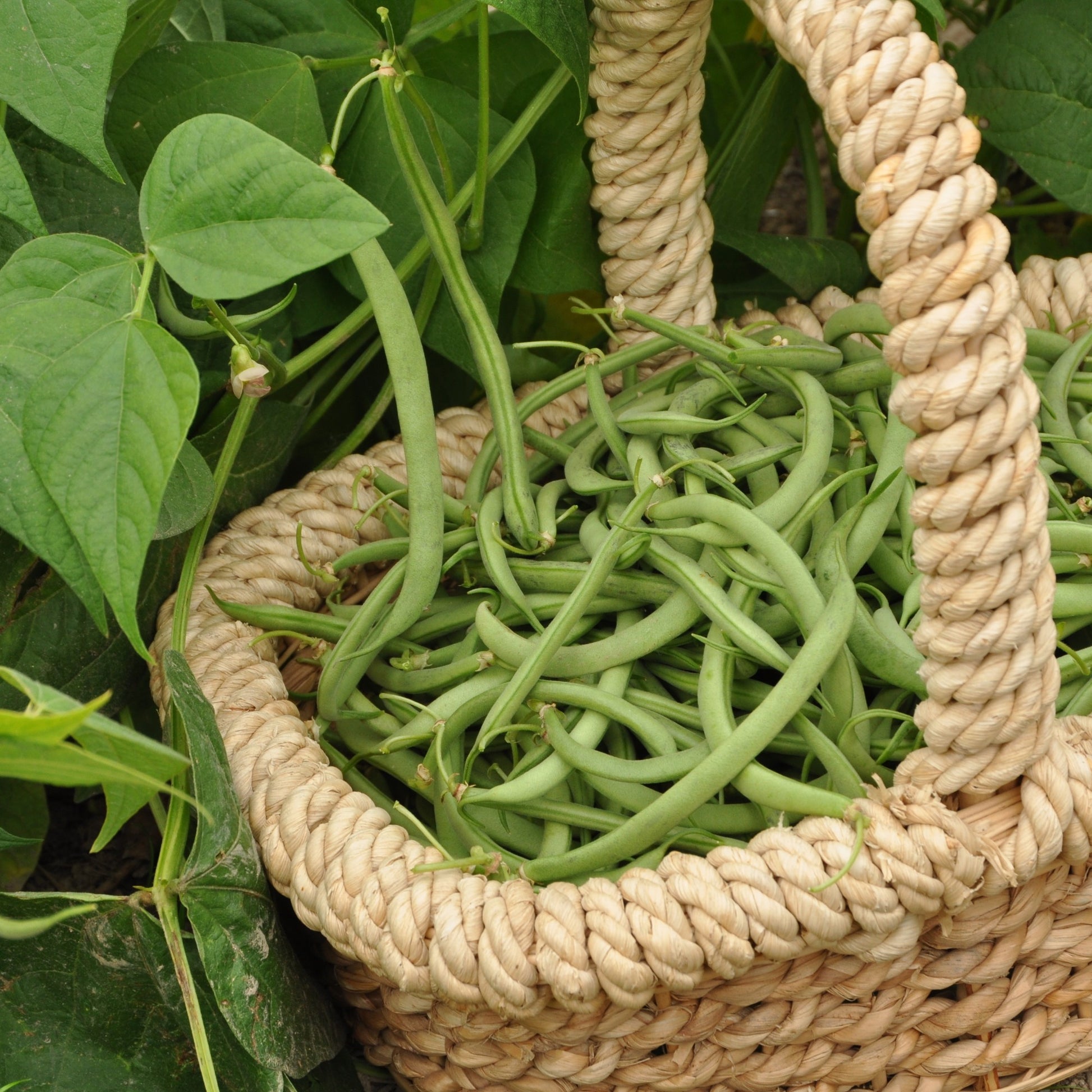 Phaseolus vulgaris Contender - Haricot nain mangetout Contender - Graines de haricots