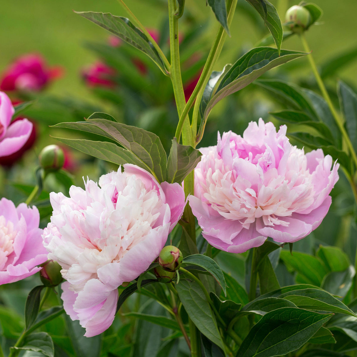 Paeonia lactiflora x sorbet - Pivoine 'Sorbet' - Pivoines