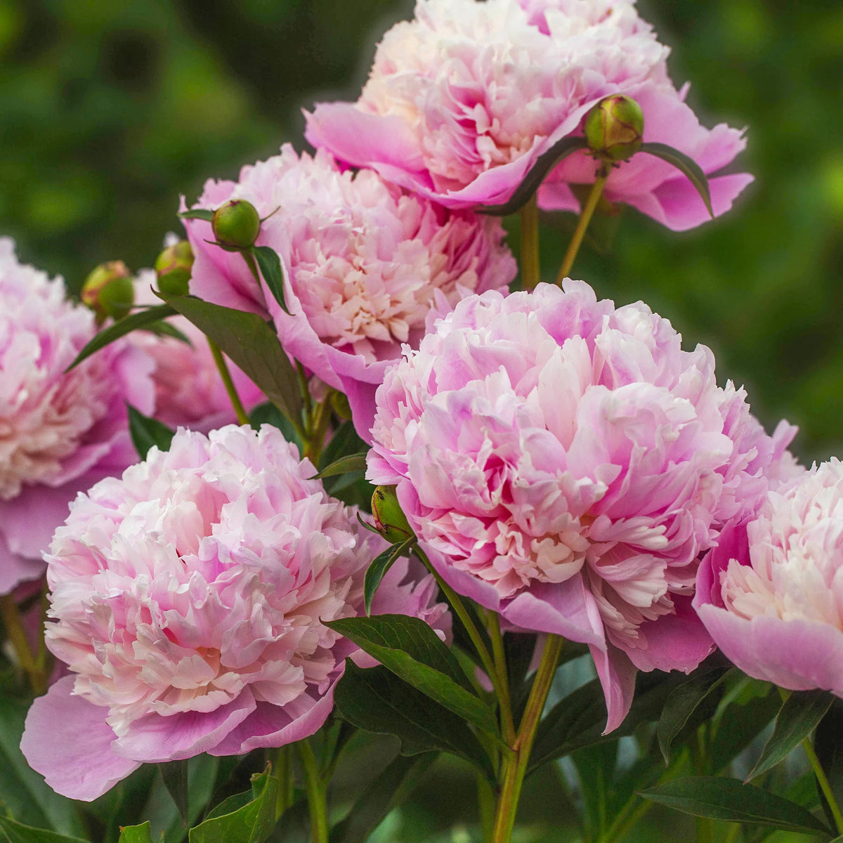 Paeonia lactiflora Sorbet, Karl Rosenfield - Duo de Pivoines rouge et rose - Pivoines