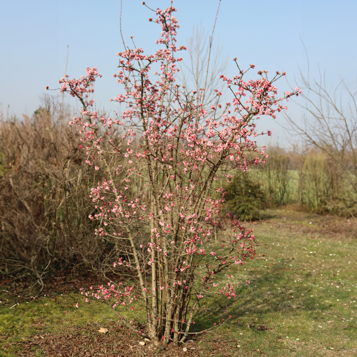 Viburnum bodnantense Dawn - Viorne d'hiver 'Dawn' - Viornes