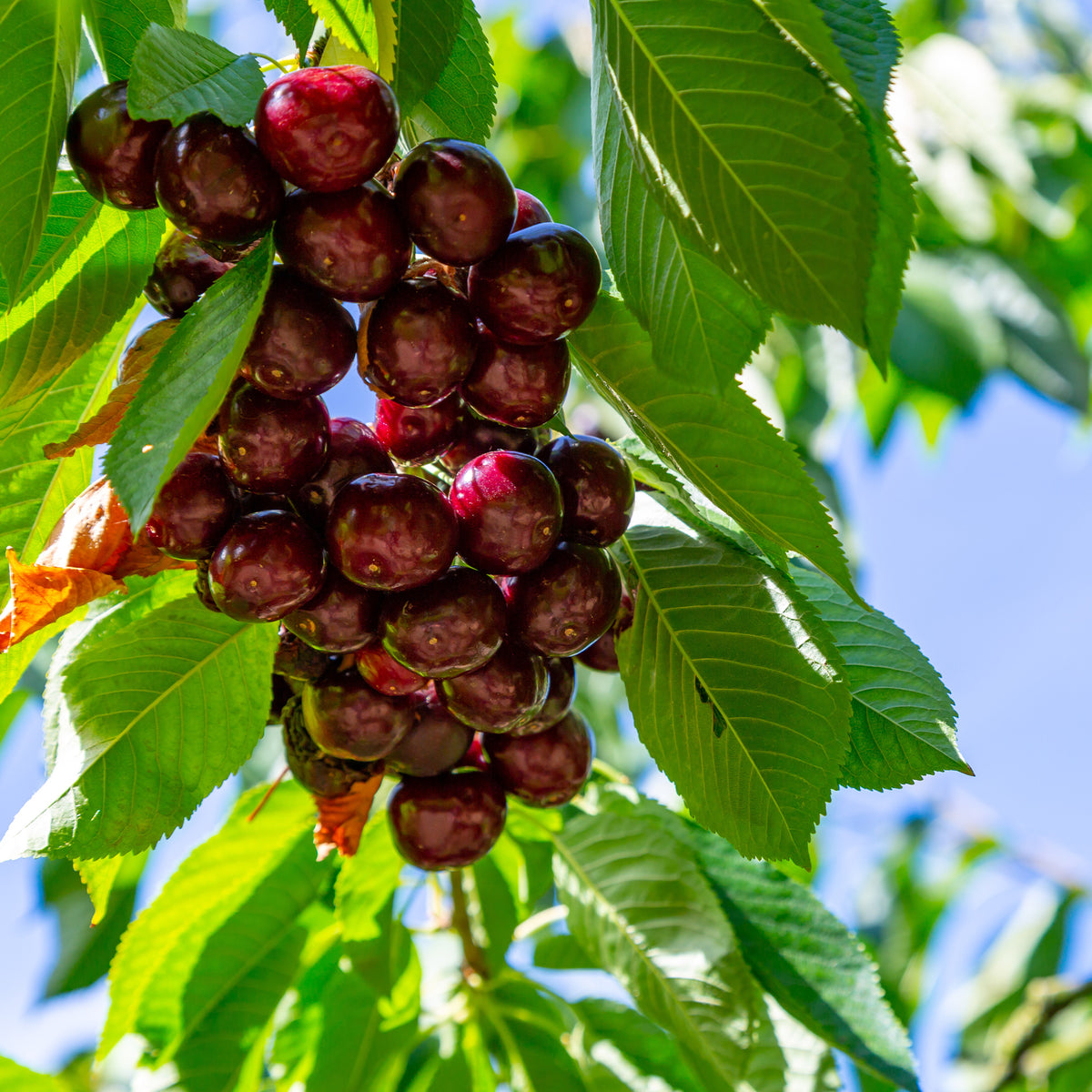 Cerisier Kordia - Prunus avium Kordia - Bakker