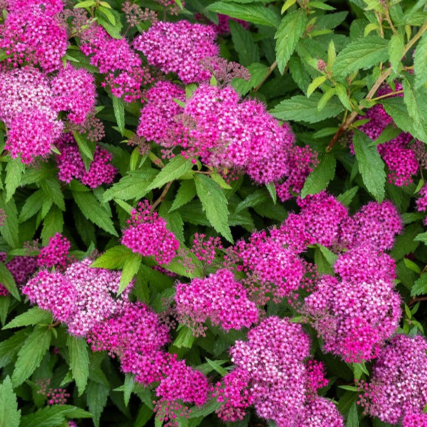Spirées - Spirée du Japon Shirobana - Spiraea japonica Genpei
