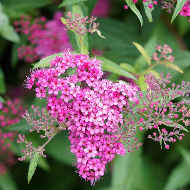 Spiraea japonica Genpei - Spirée du Japon Shirobana - Spirées