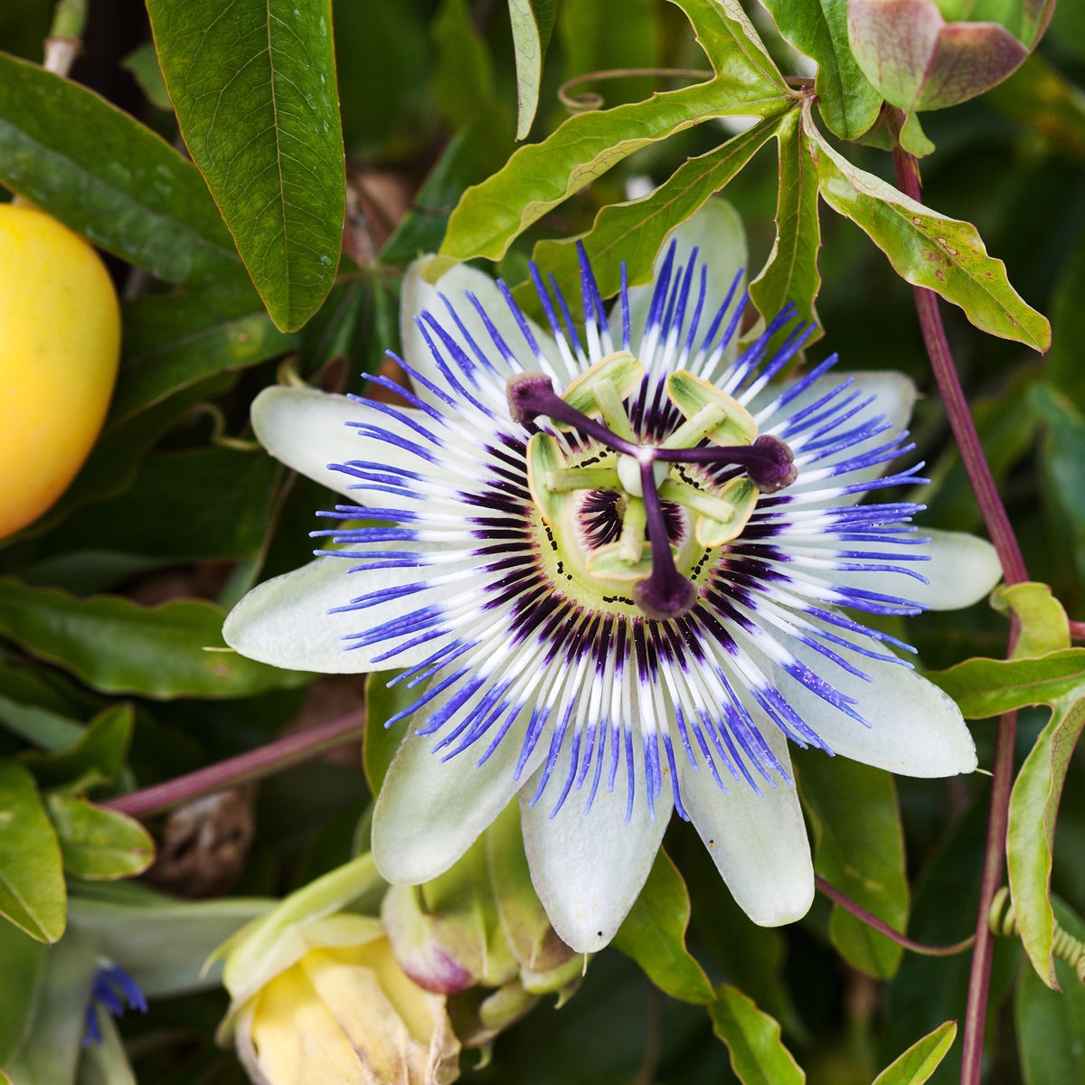 Passiflore bleue