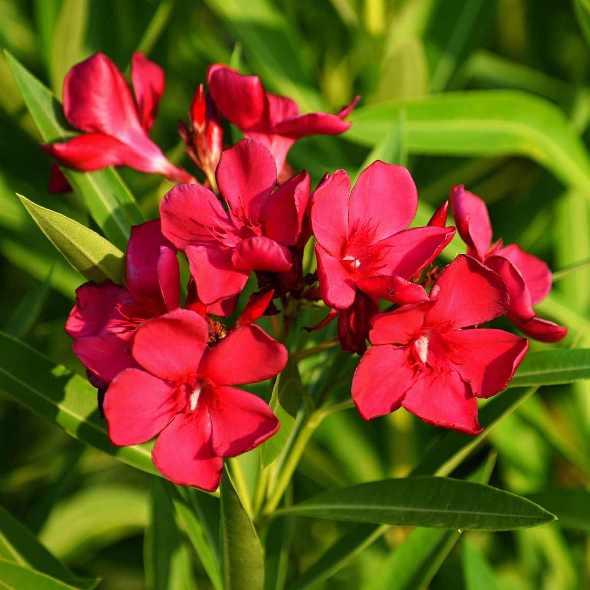 Nerium oleander - Laurier-rose rouge - Laurier-rose
