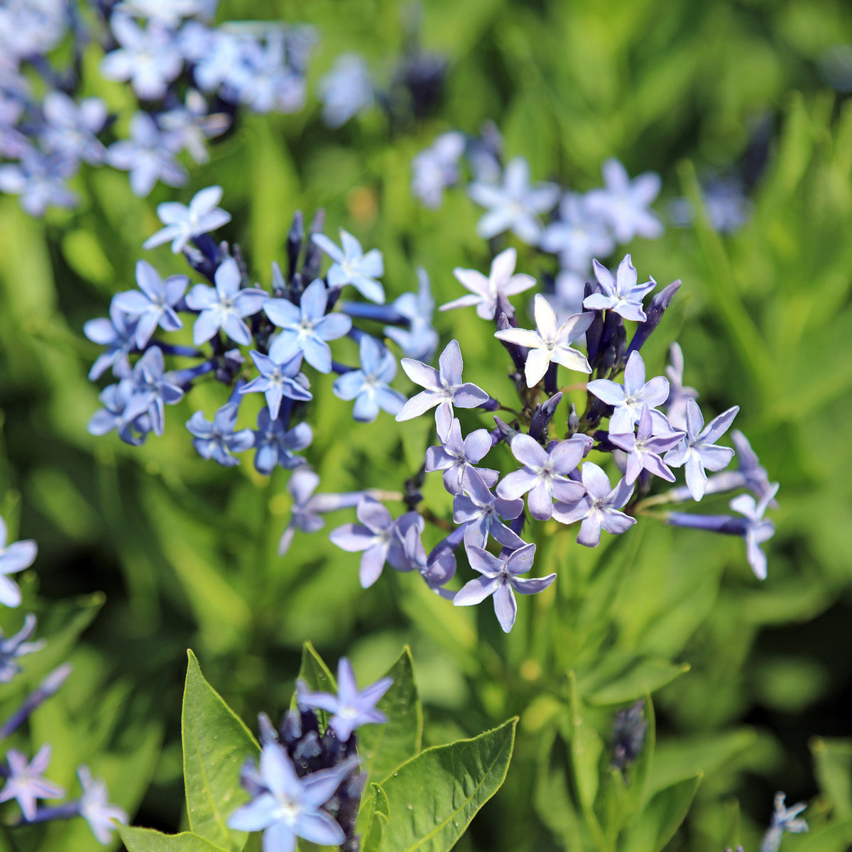 Amsonie 'Blue Ice'