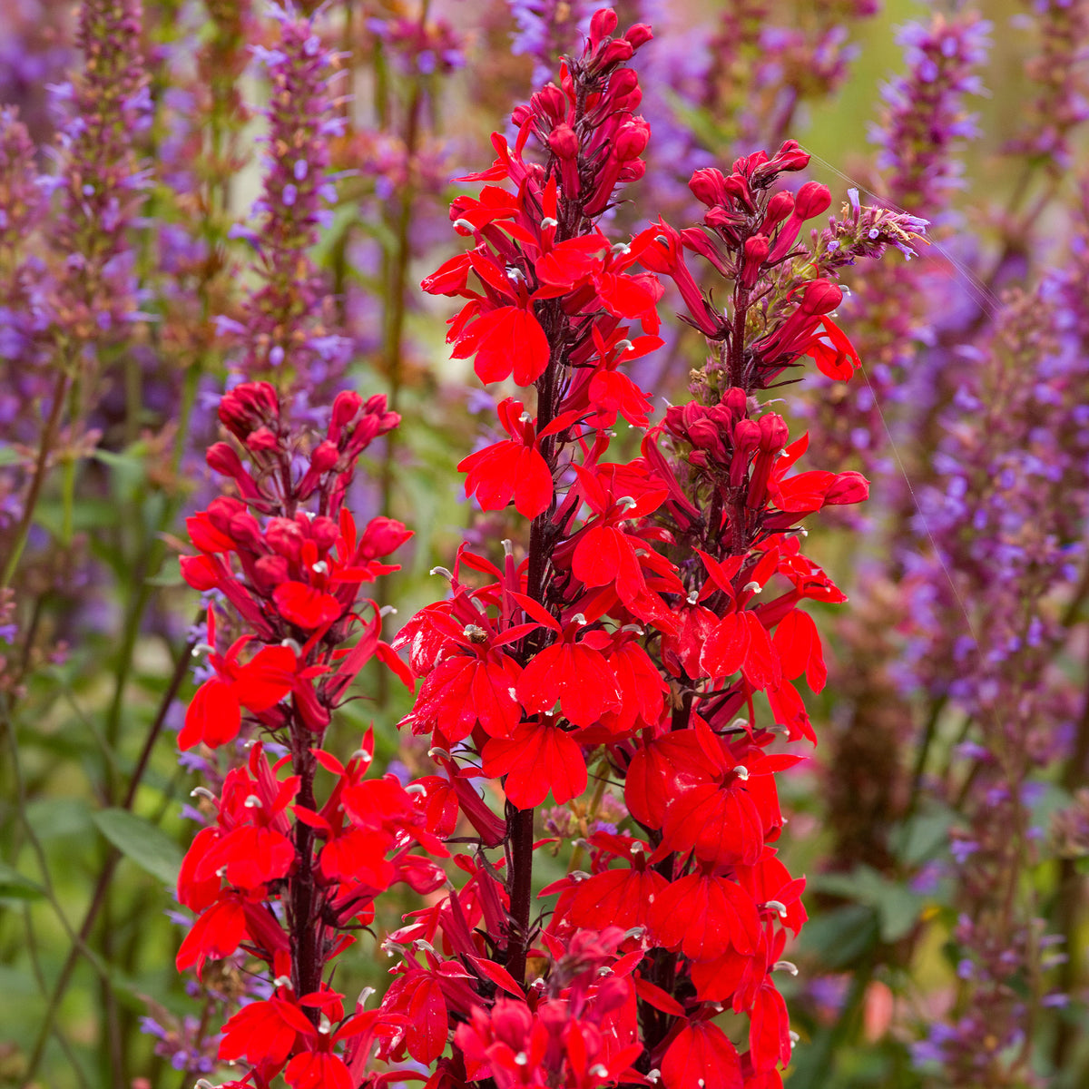 Vente Lobelia écarlate Queen Victoria - Lobelia queen victoria