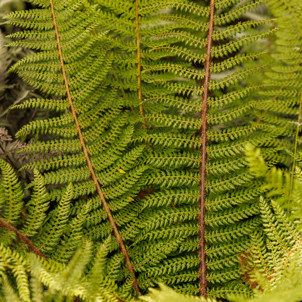 Polystichum setiferum Herrenhausen - Aspidie à cils raides 'Herrenhausen' - Plantes vivaces