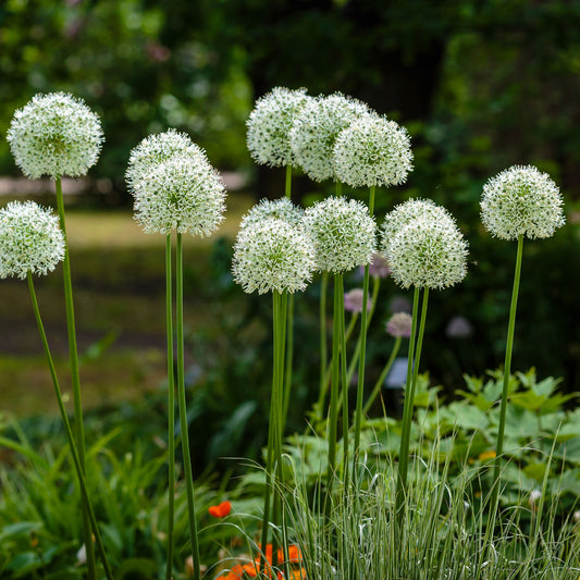 2 Alliums Mount Everest - Bakker