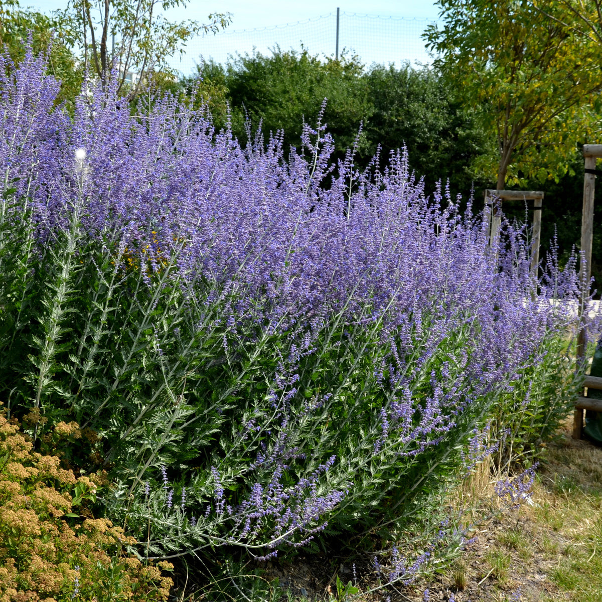 Perovskia atriplicifolia blue spire - Sauge d'Afghanistan 'Blue Spire' - Sauges