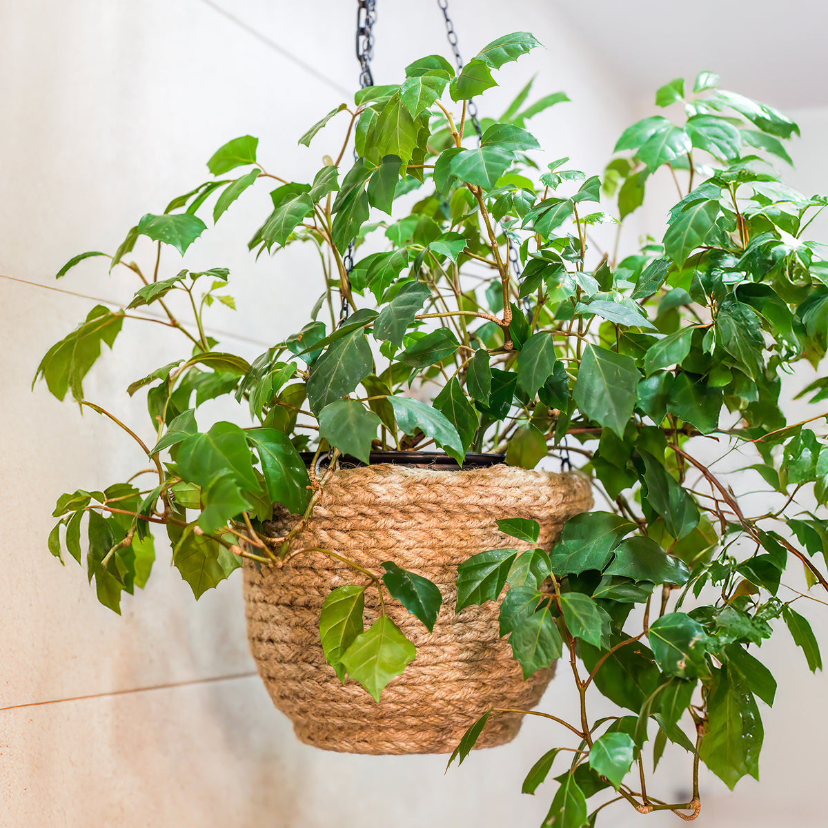 Woningerd Cissus 'Ellen Danica' avec pot suspendu en plastique - Plante suspendue - Cissus ellen danica - Bakker