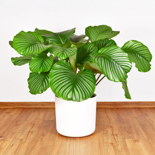 Calathea orbifolia - Bakker