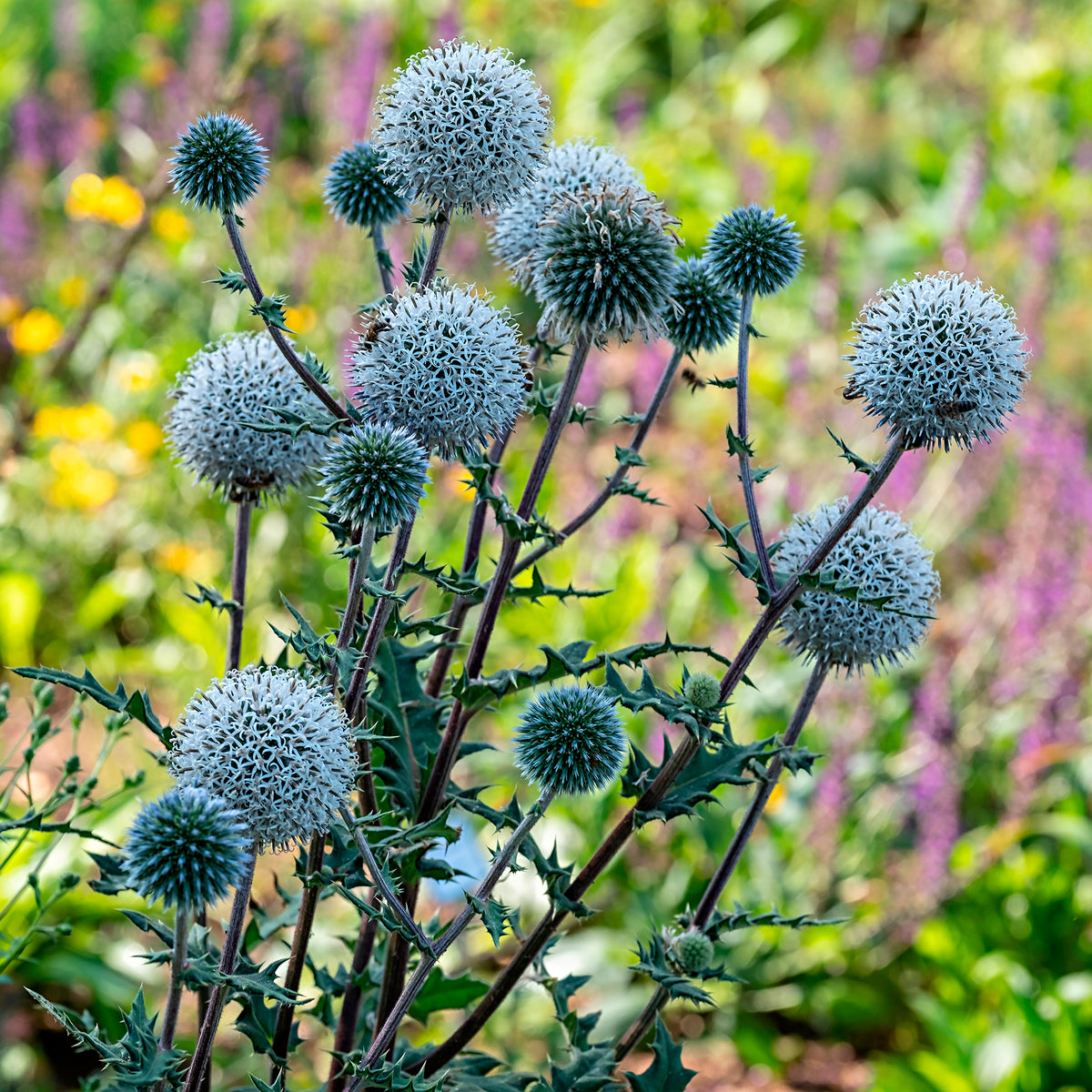 Boule azurée 'Arctic Glow'