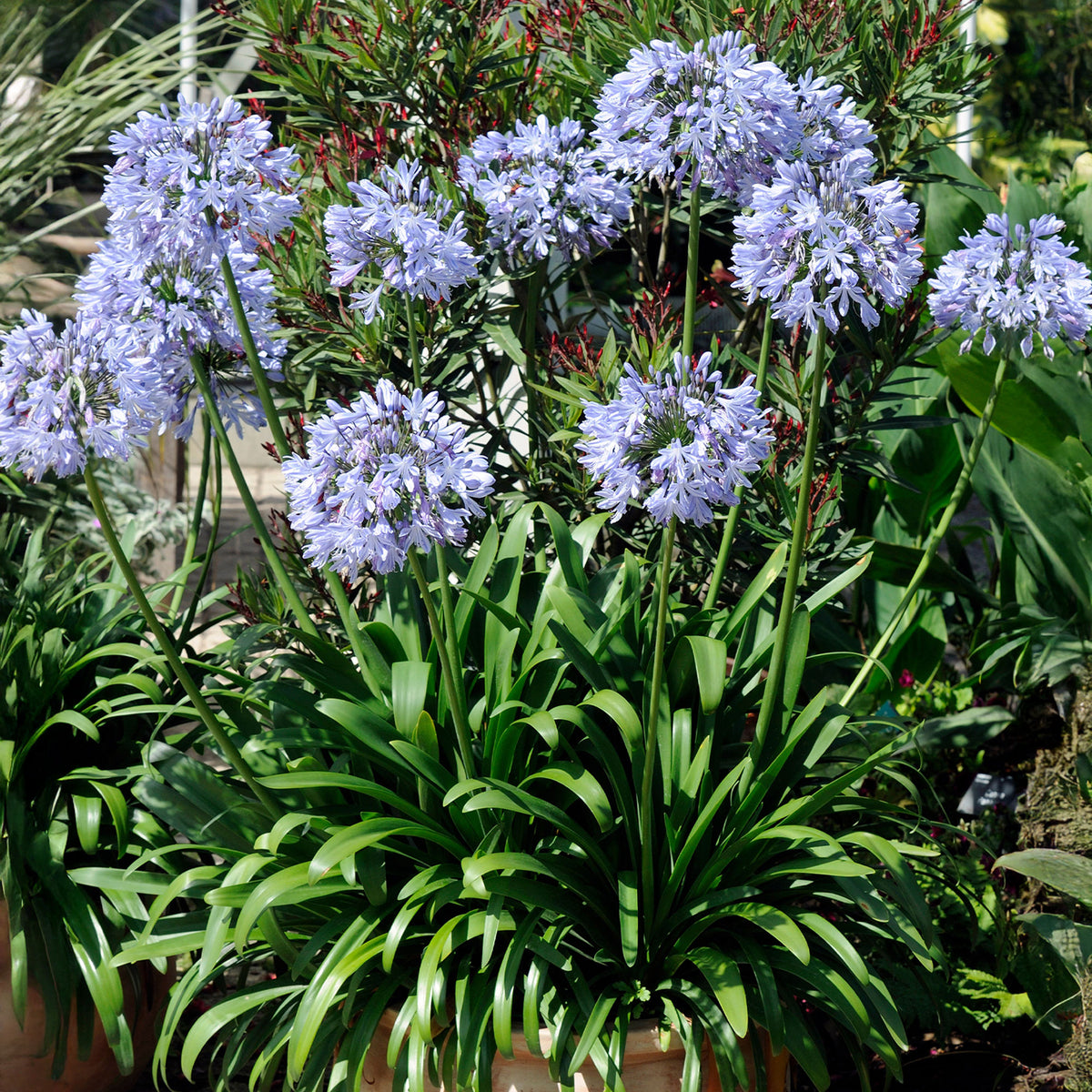 3 Agapanthes bleues - Bakker