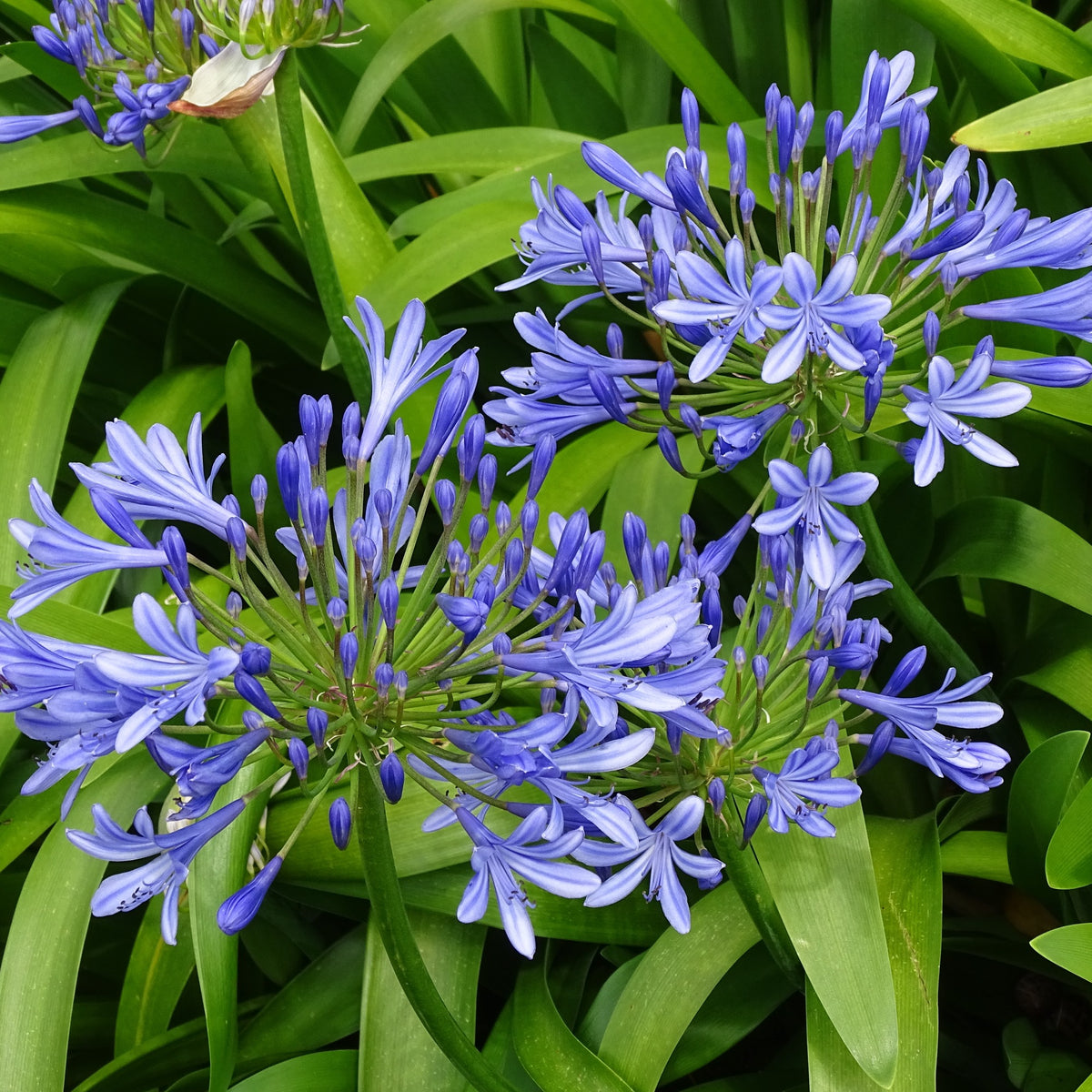 3 Agapanthes bleues - Agapanthus umbellatus - Bakker