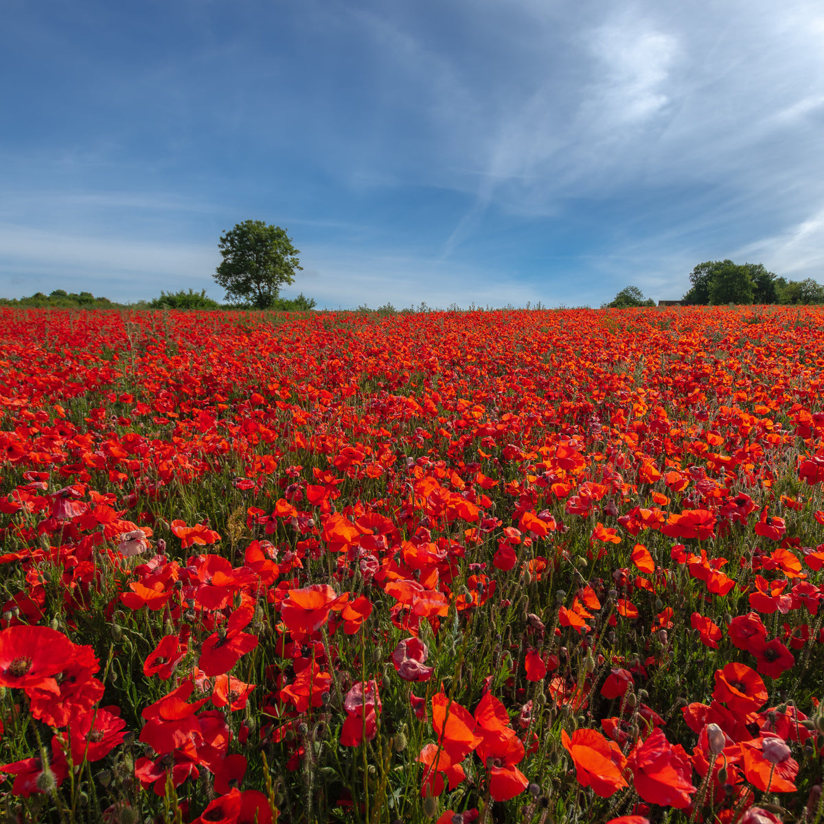 Vente Pavot coquelicot 'Red Corn Poppy' Bio
