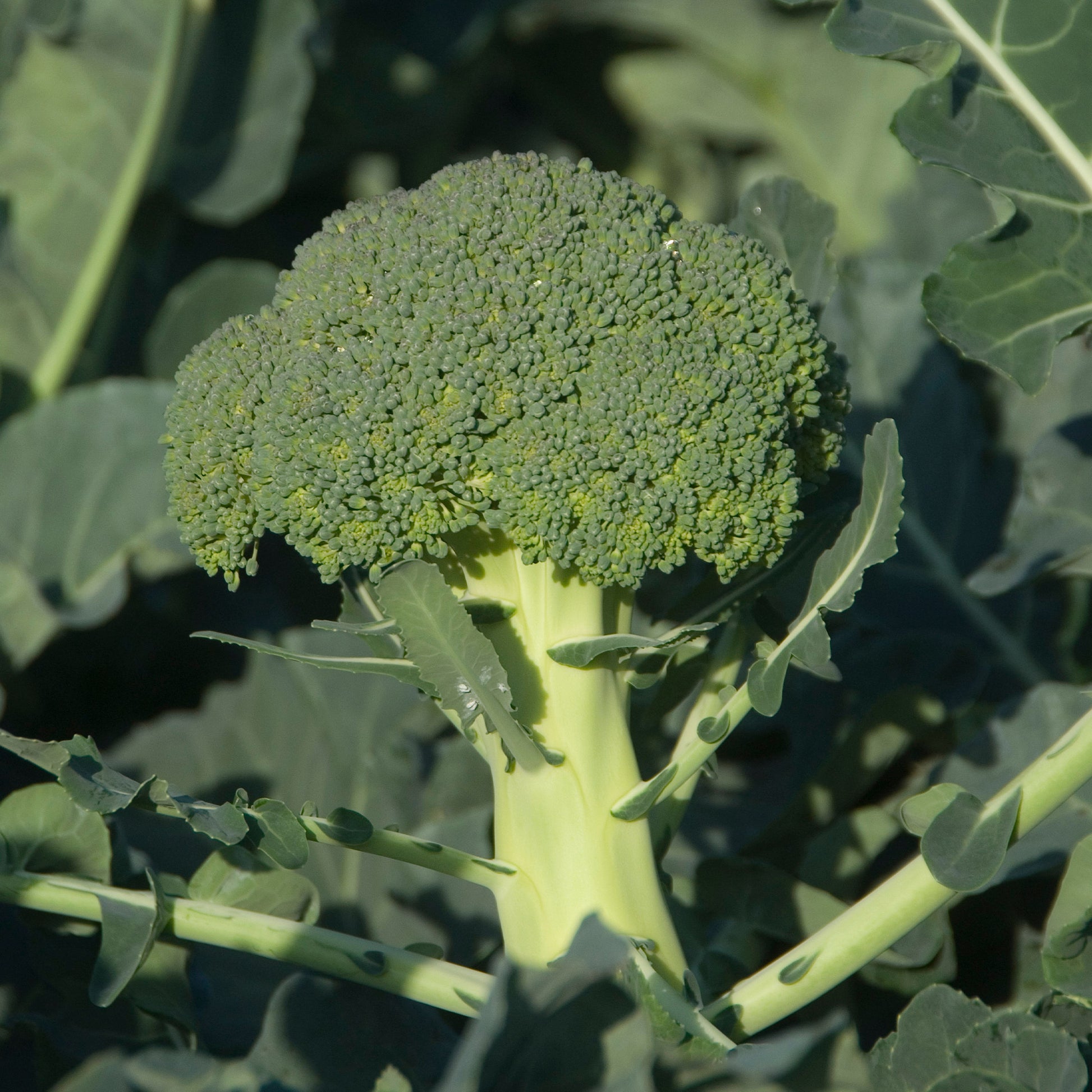 Chou Brocoli 'Calabrese Natalino' - Bakker