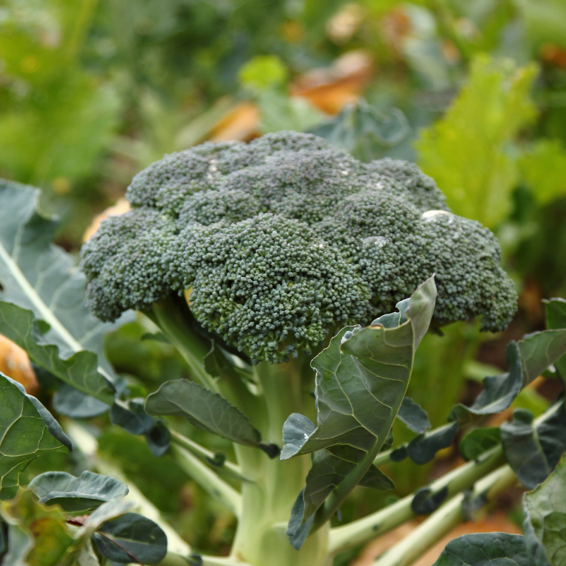 Chou Brocoli 'Calabrese Natalino' - Brassica oleracea Calabrese Natalino - Bakker