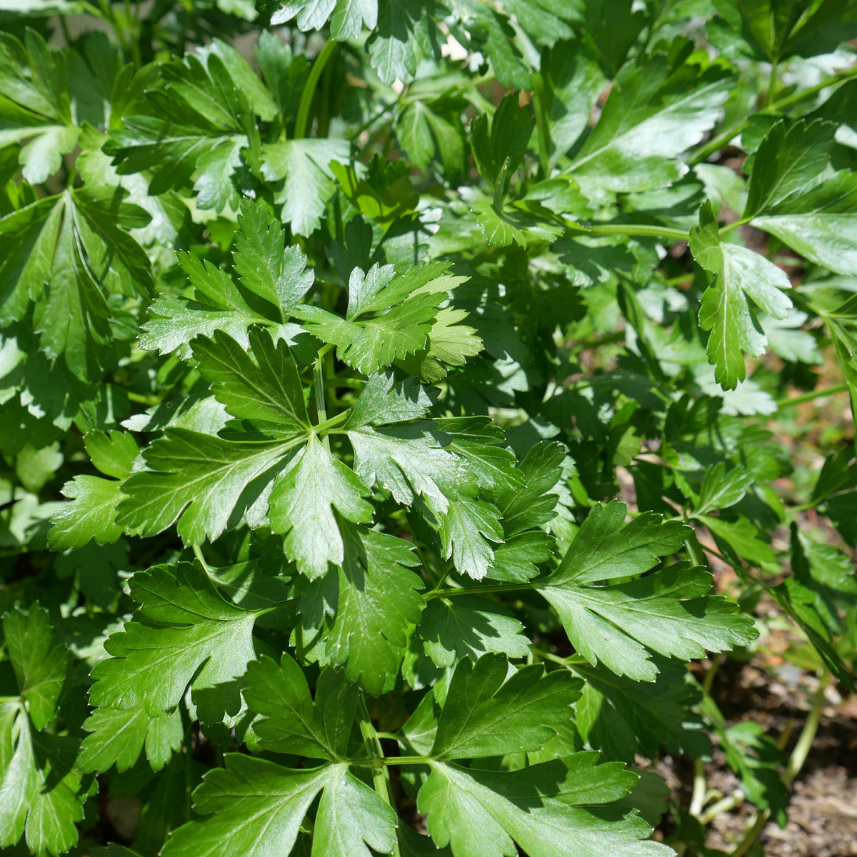 Persil 'Géant d'Italie'