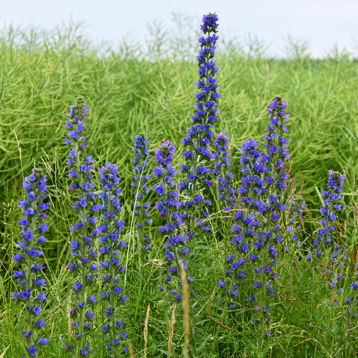 Vipérine commune - Plantes vivaces - Bakker