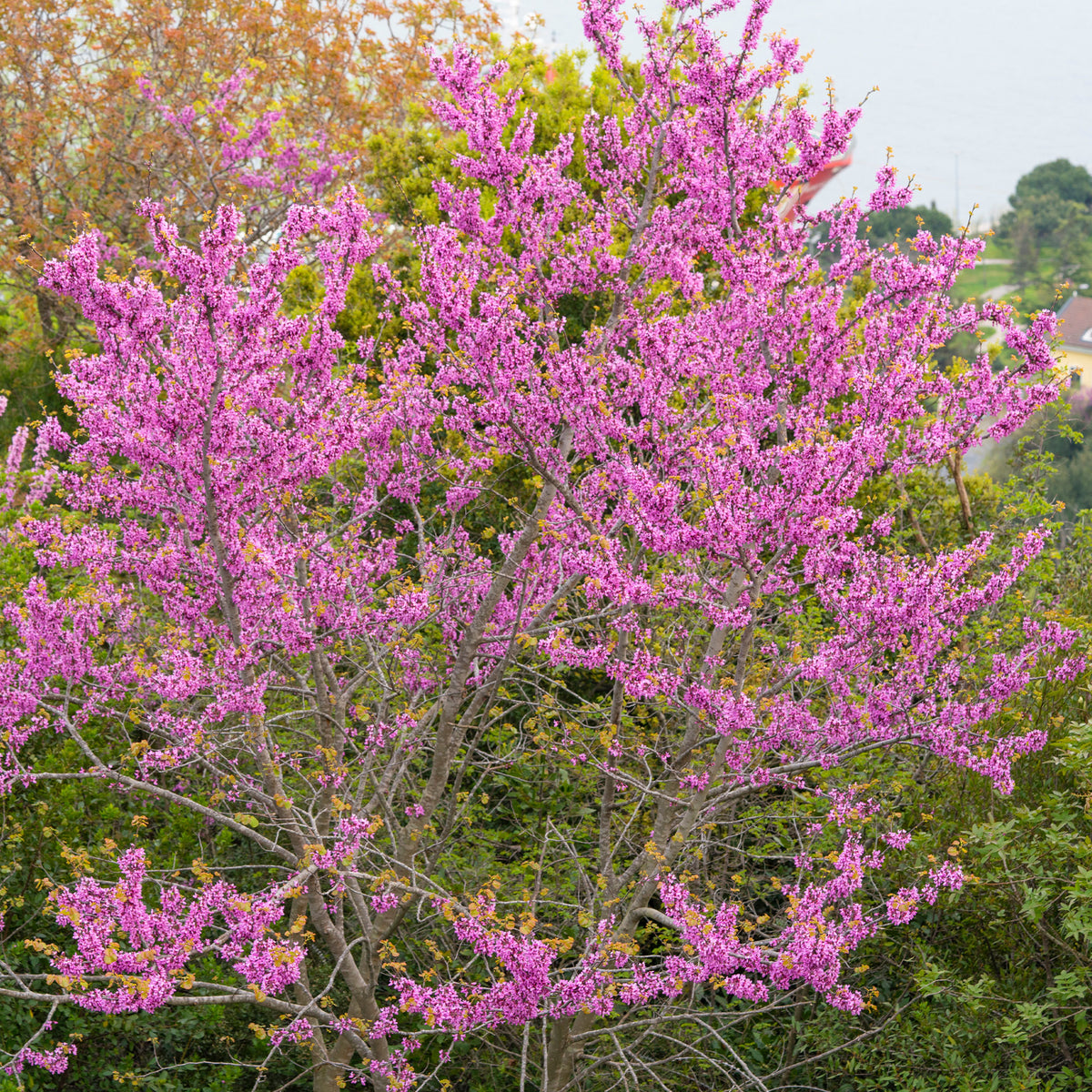 Vente Arbre de Judée - Cercis siliquastrum