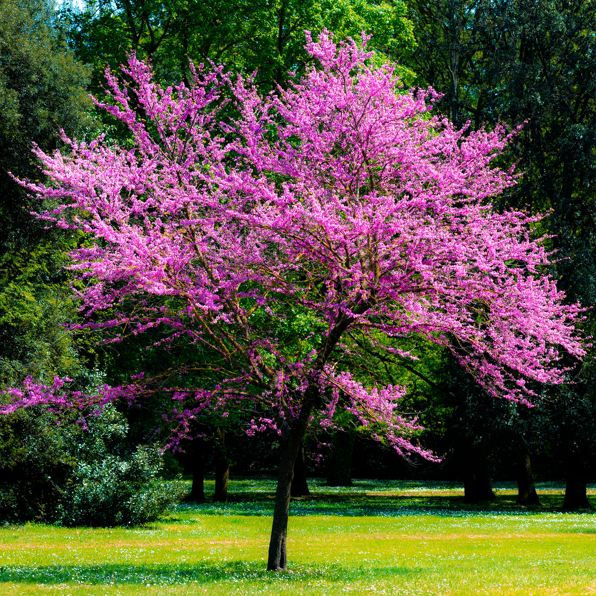 Arbre de Judée