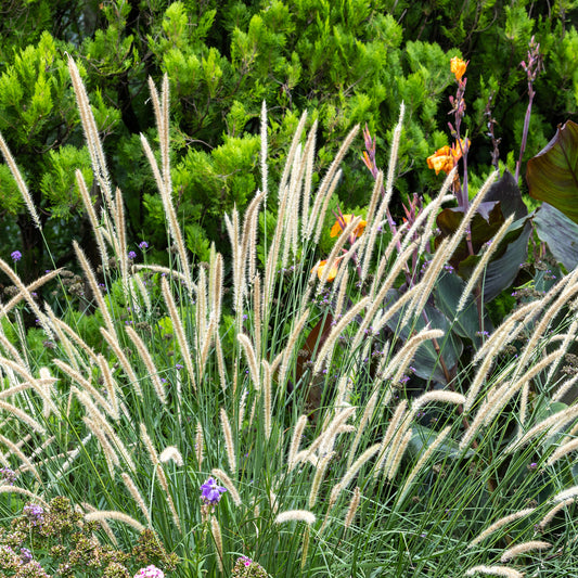 Pennisetum macrourum - Bakker