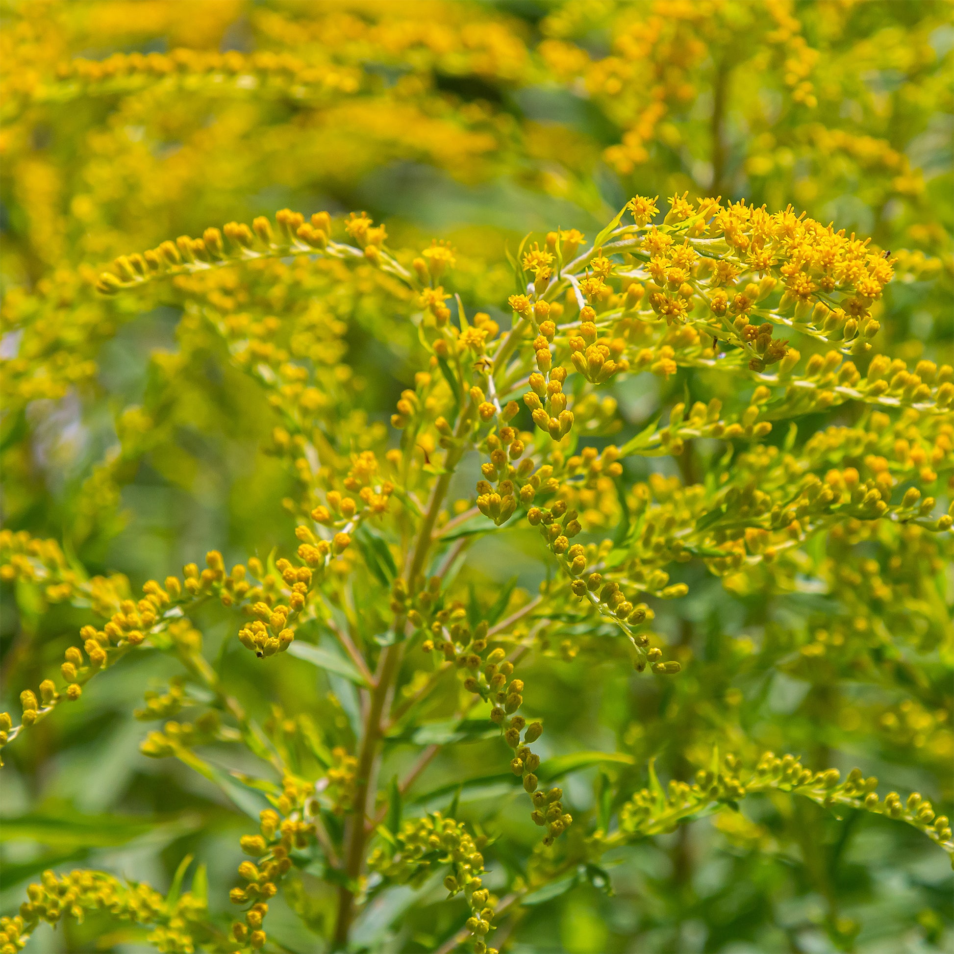 5 Solidago - Verge d'or - Solidago luteus - Bakker