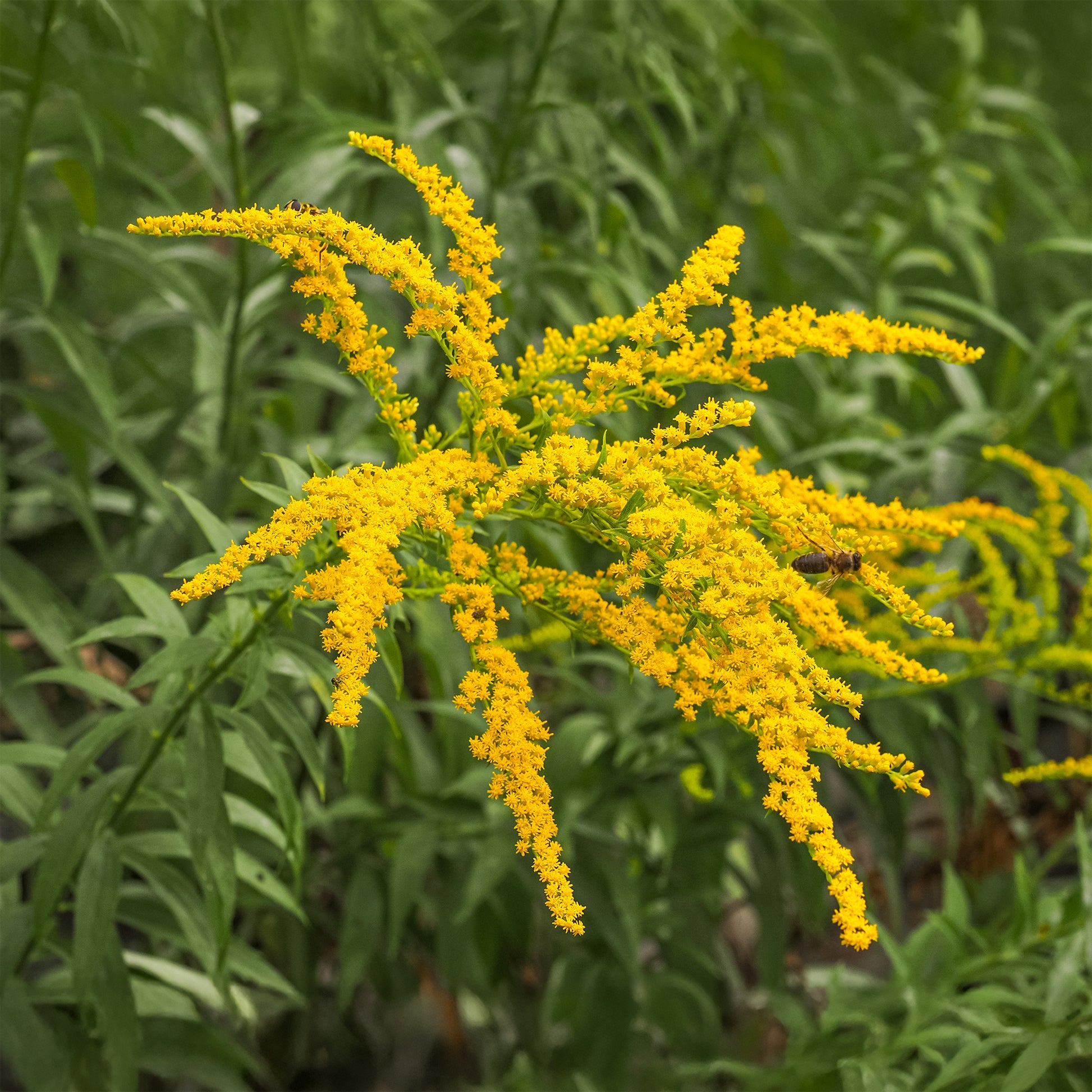 5 Solidago - Verge d'or - Bakker