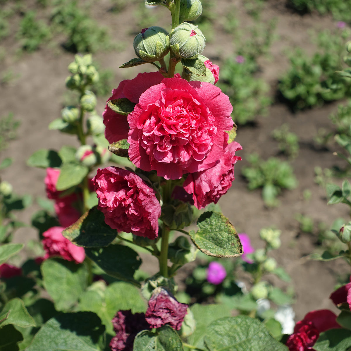 Rose trémière double Rouge