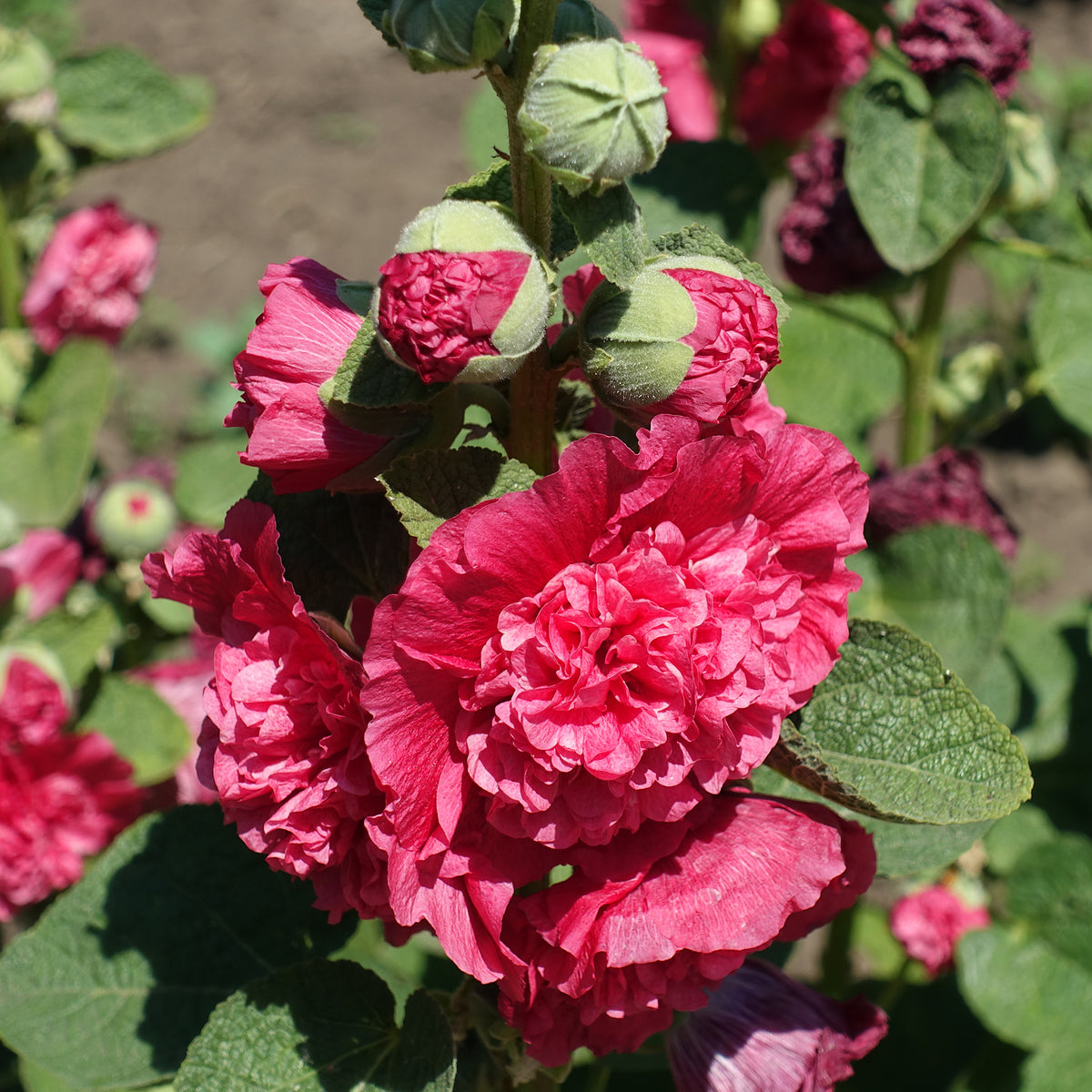 Rose trémière double Rouge