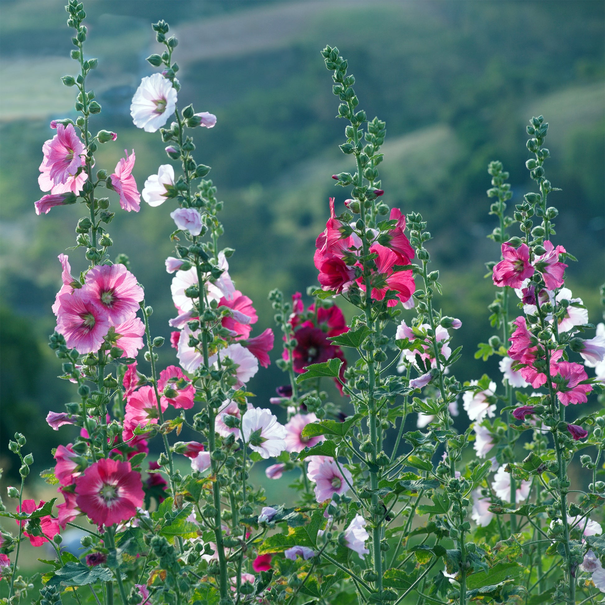 Alcea - Rose trémière - Rose trémière Simplex - Alcea rosea simplex