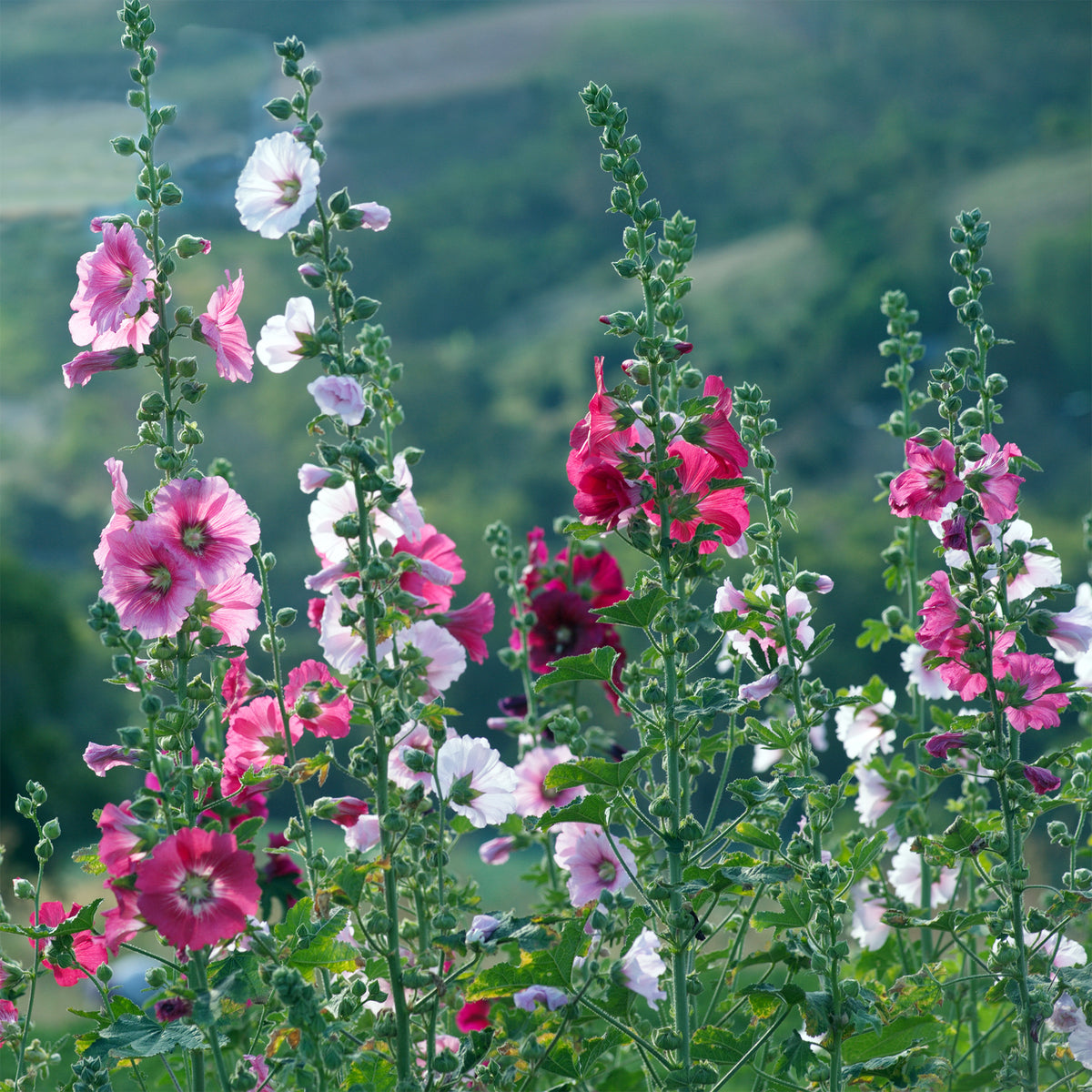 Alcea - Rose trémière - Rose trémière Simplex - Alcea rosea simplex