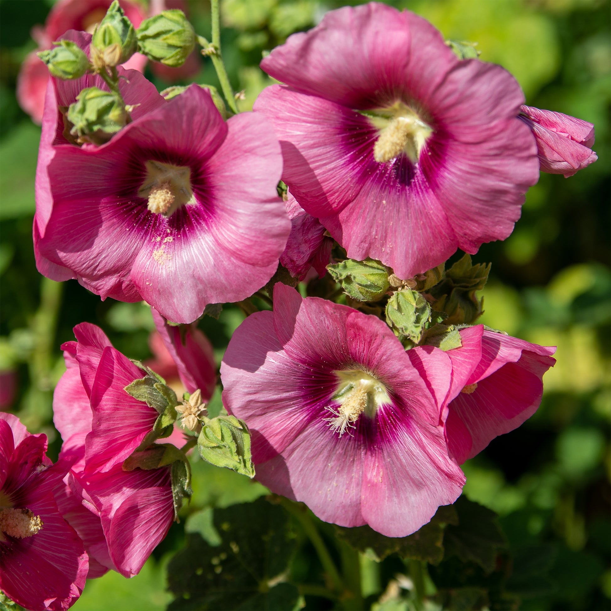 Alcea rosea simplex - Rose trémière Simplex - Alcea - Rose trémière
