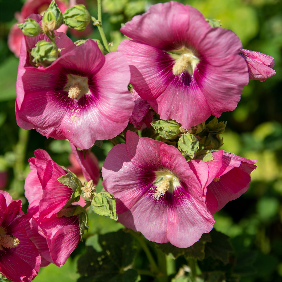 Alcea rosea simplex - Rose trémière Simplex - Alcea - Rose trémière